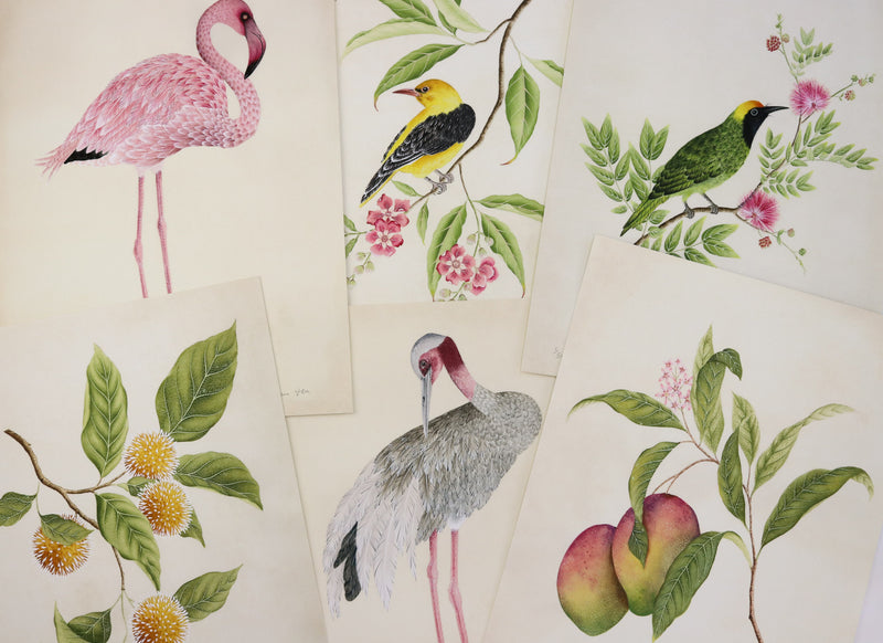 The making of my botanical and bird print collection