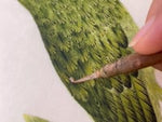 painting gold embellishments onto botanical bird painting with a fine natural hair Chinese paintbrush using gouache paint on silk painting paper