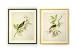 pair of two framed botanical wall art prints featuring gold sparkle embellished exotic birds on tree branches with flowers