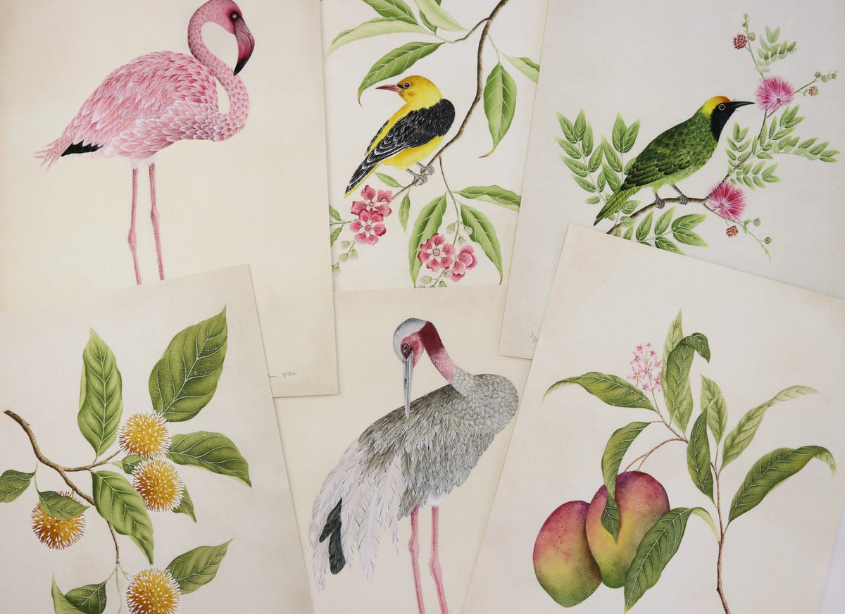 Botanical prints featuring birds and fruit designed by Diane Hill