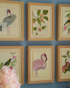 Botanical Mini Art Prints - Set Of 6 - Diane Hill