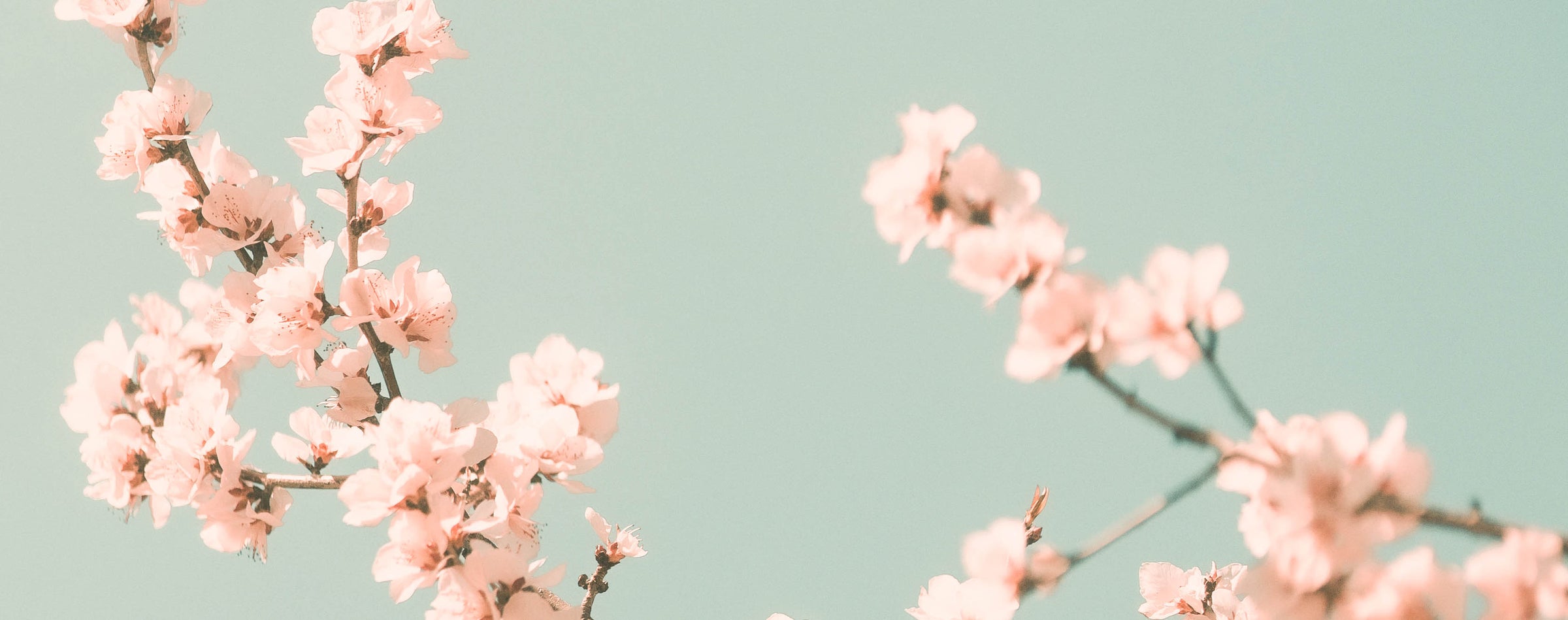 Delicate cherry blossom set against a pale blue background