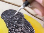 Video of Diane Hill hand painting the golden oriole bird botanical artwork on silk