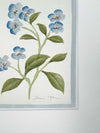English Daisy - Blue - Diane Hill