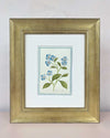 English Daisy - Blue - Diane Hill