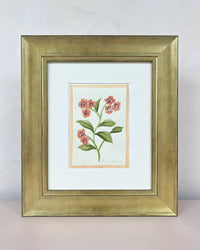 English Daisy - Coral - Diane Hill