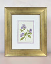 English Daisy - Lilac - Diane Hill