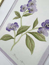 English Daisy - Lilac - Diane Hill