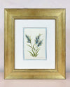 Set Of Two Pampas Original Painting - Diane Hill